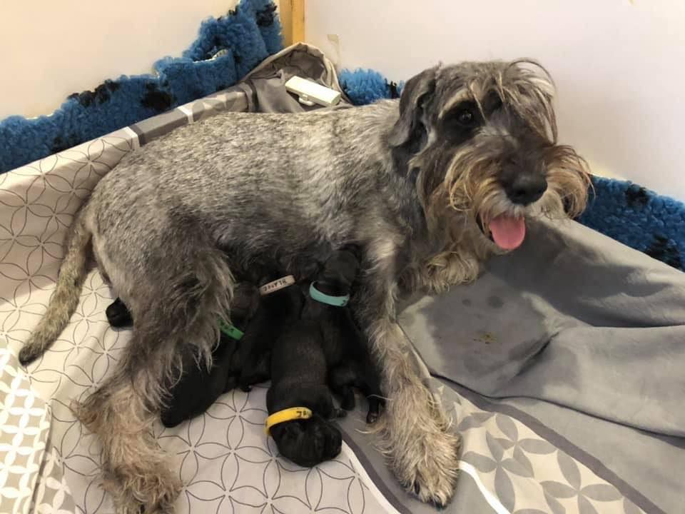 Des Bavarois Des Champs Elysées - Les chiots sont nés