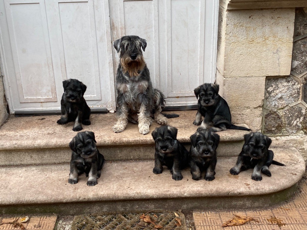 chiot Schnauzer Des Bavarois Des Champs Elysées