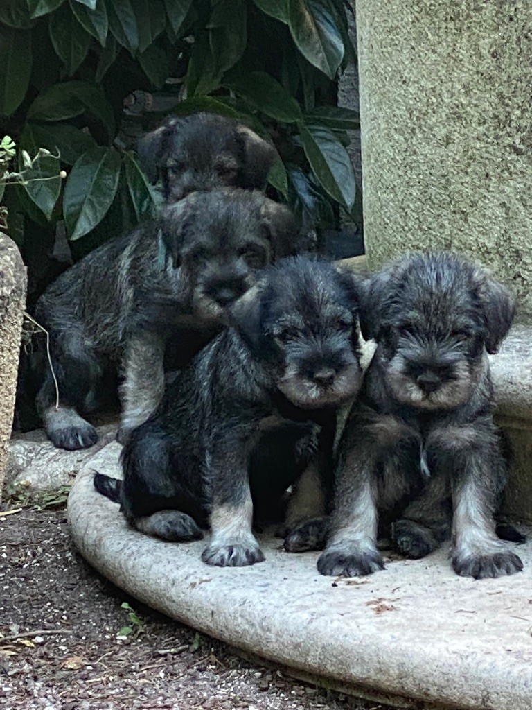 Des Bavarois Des Champs Elysées - Chiots disponibles - Schnauzer