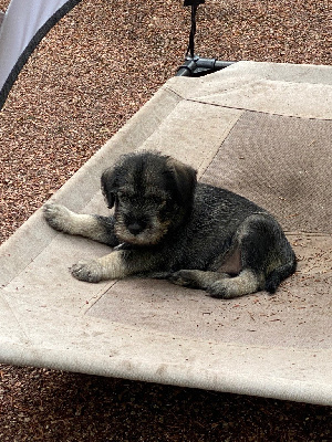 CHIOT