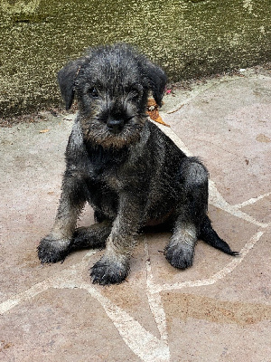CHIOT