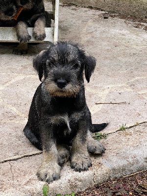 CHIOT