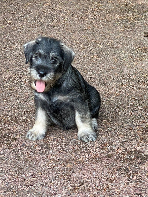 CHIOT