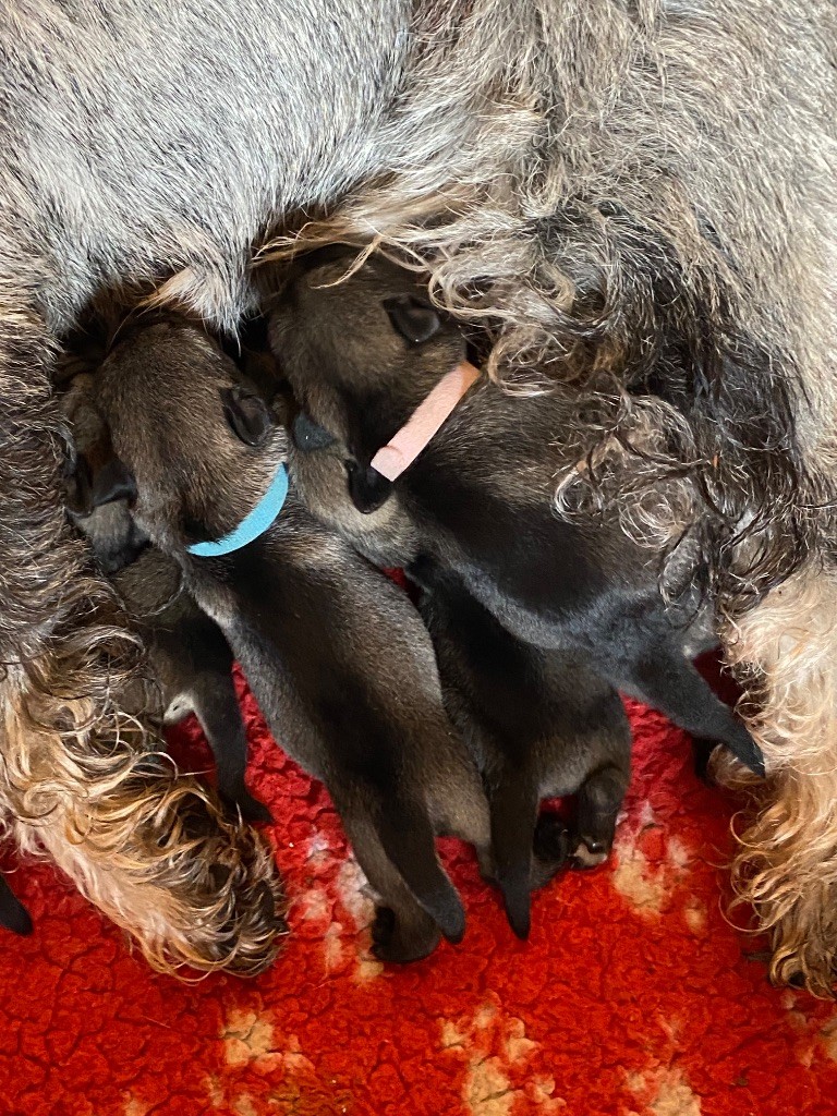 Des Bavarois Des Champs Elysées - Chiots disponibles - Schnauzer