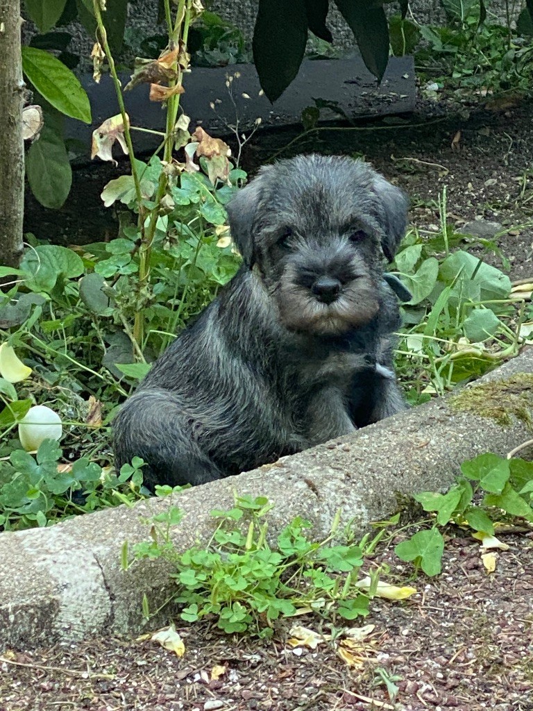 Des Bavarois Des Champs Elysées - Chiots disponibles - Schnauzer