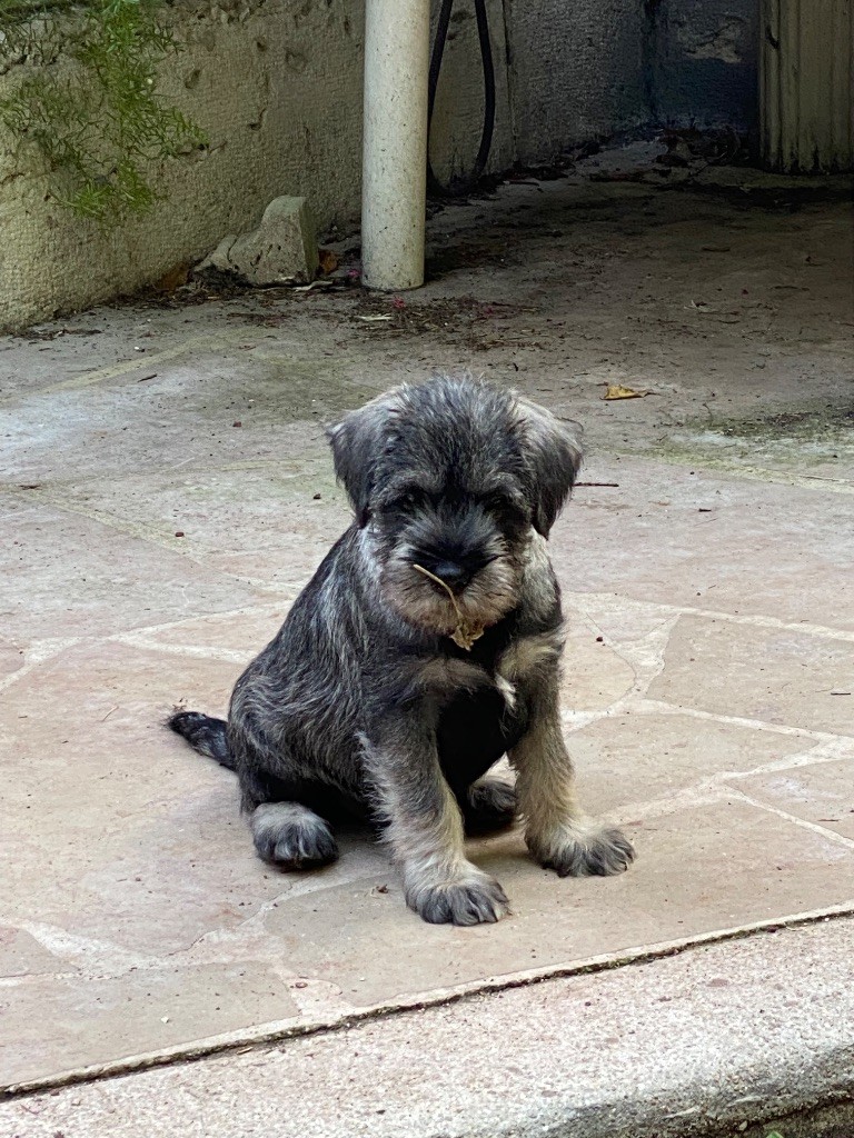 Des Bavarois Des Champs Elysées - Chiots disponibles - Schnauzer